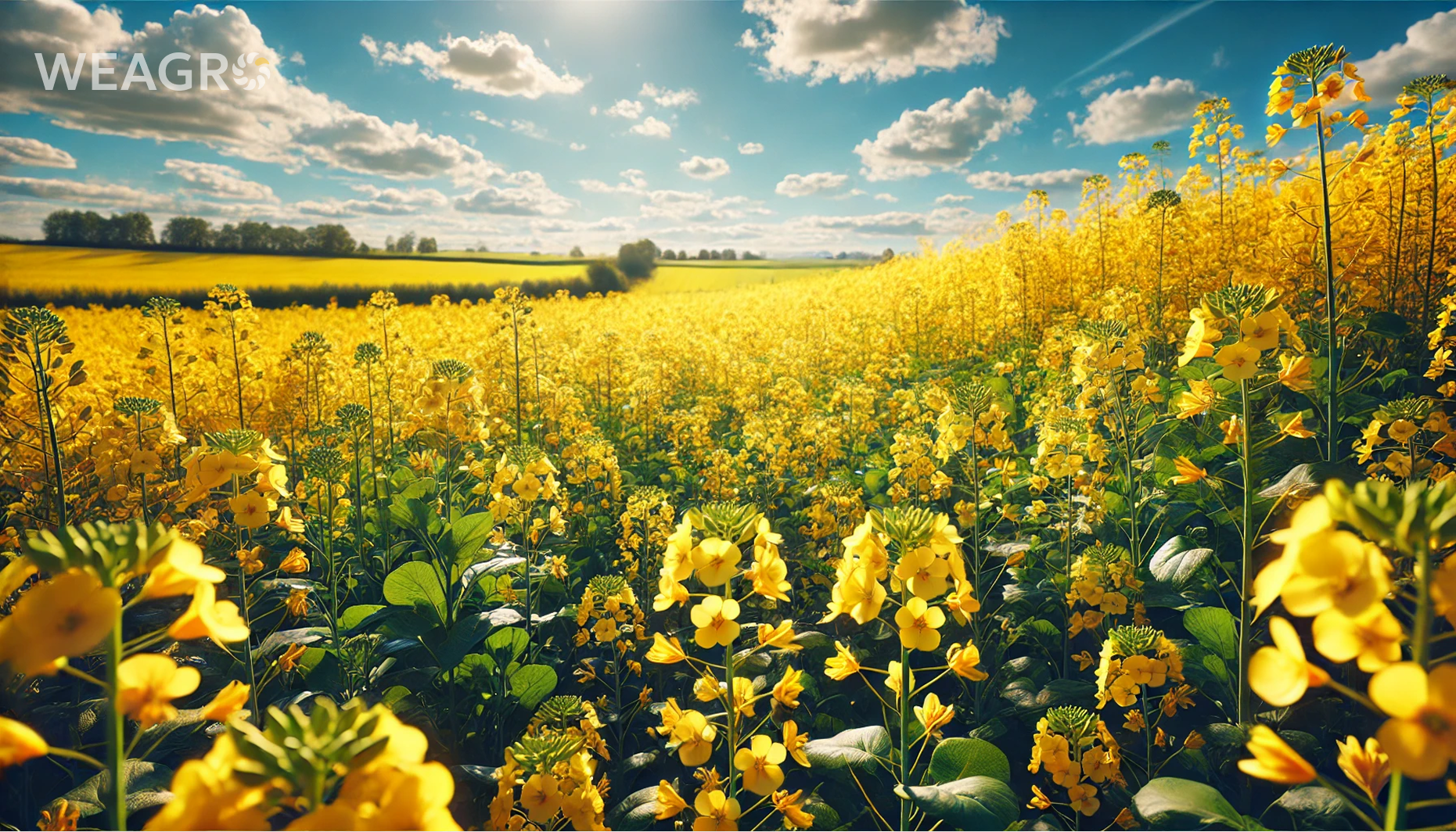 Rapeseed Cultivation Technology: Yield, Seeding Rates, and Sowing Dates