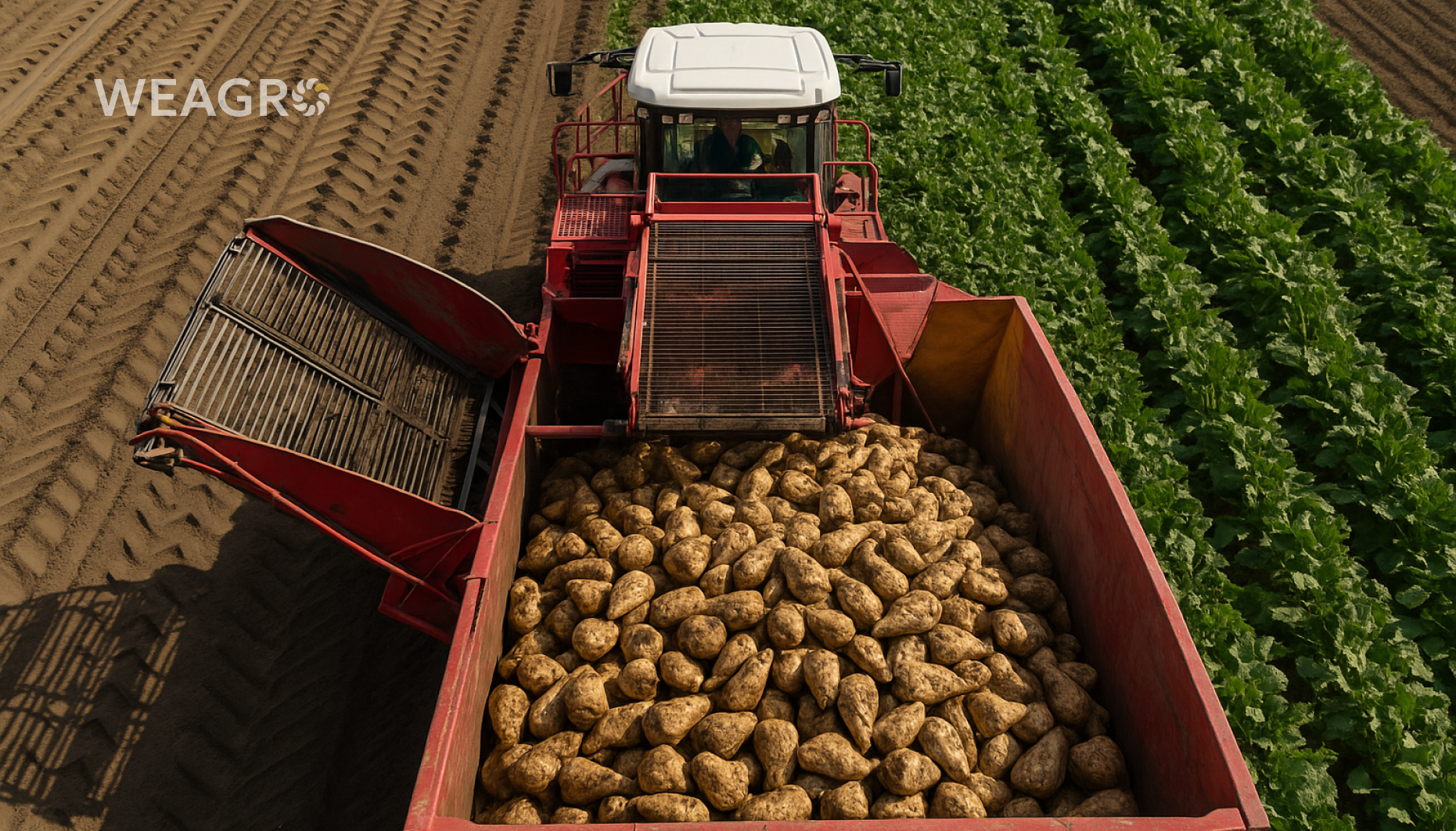 Sugar Beet: where It’s Grown and how much in Ukraine and the World
