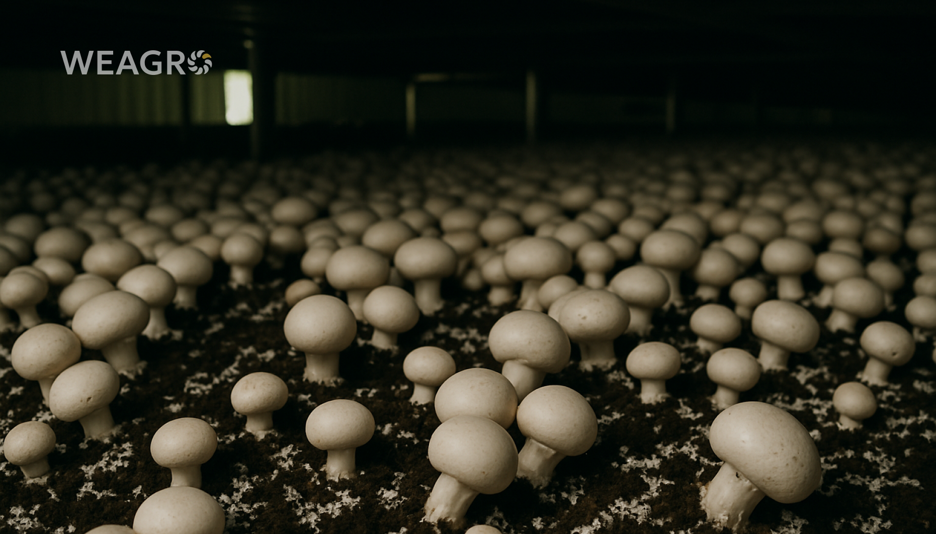 Καλλιέργεια μανιταριών ως επιχείρηση στην Ουκρανία: τεχνολογίες και ιδιαιτερότητες