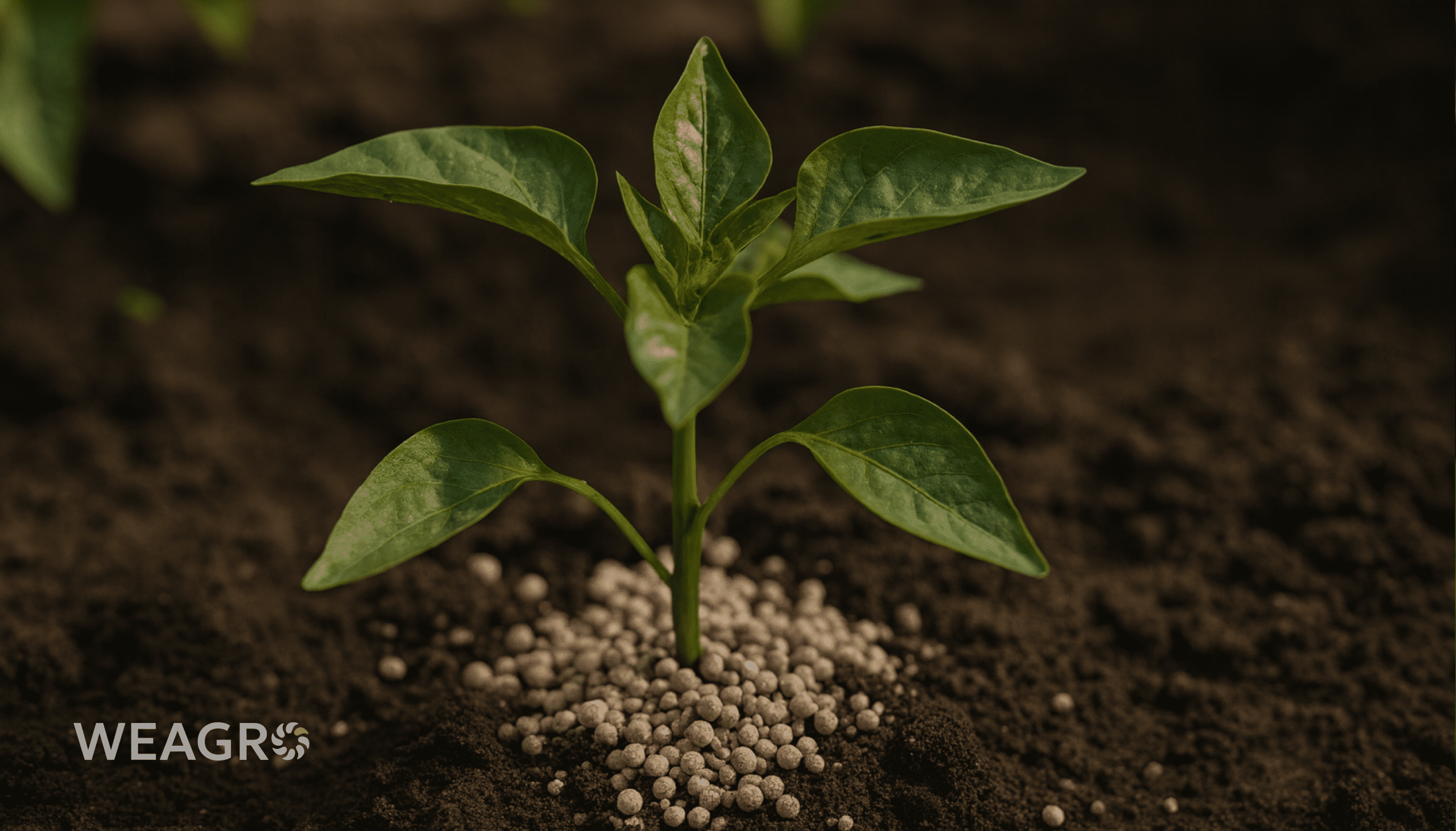 How to Build an Effective Seasonal Nutrition System for Agricultural Producers: From Soil Analysis to Fertilizer Procurement