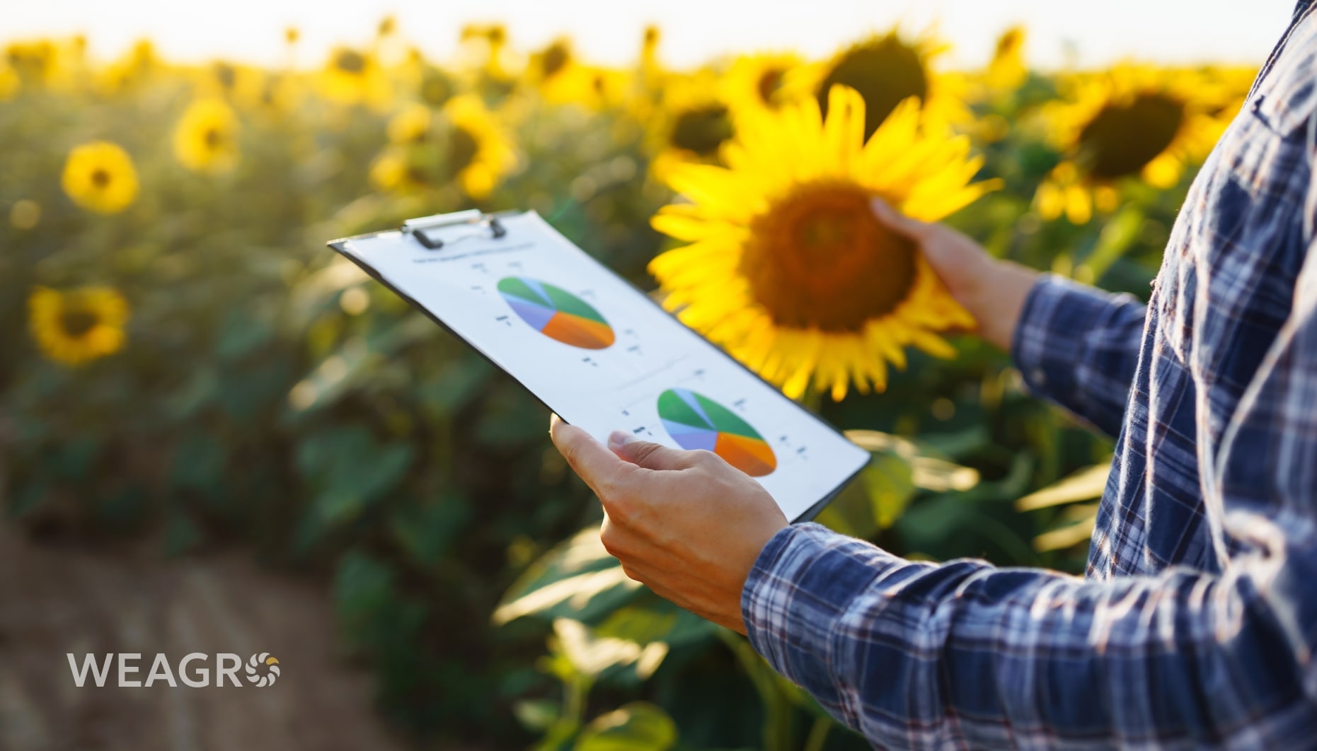Γιατί η πρόβλεψη της σοδειάς καθορίζει την επιτυχία της σεζόν