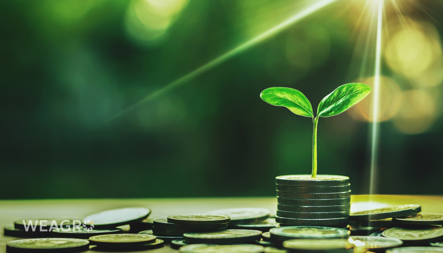 What are Carbon Credits and why Can They Transform Agribusiness in Ukraine?