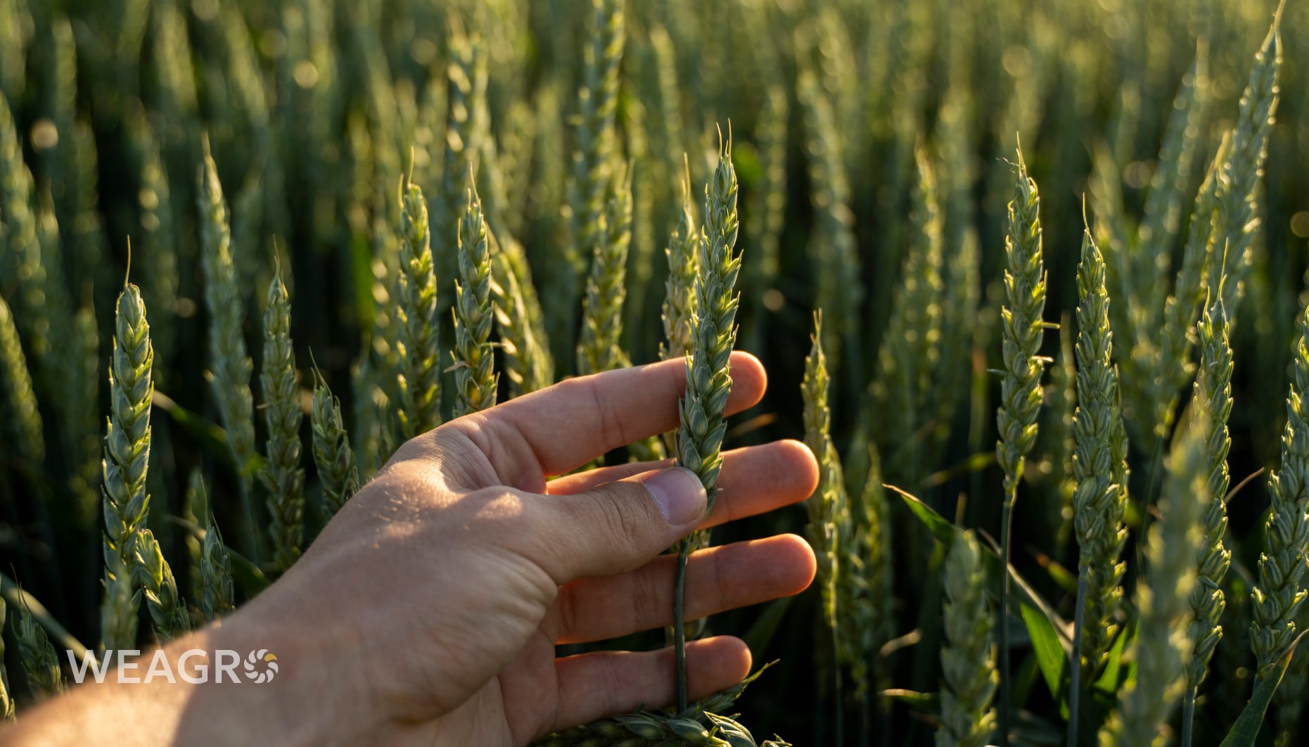 Πότε συμφέρει την αγροτική επιχείρηση να αγοράζει και όχι να περιμένει την εποχή: η οικονομία των πρώιμων αποφάσεων
