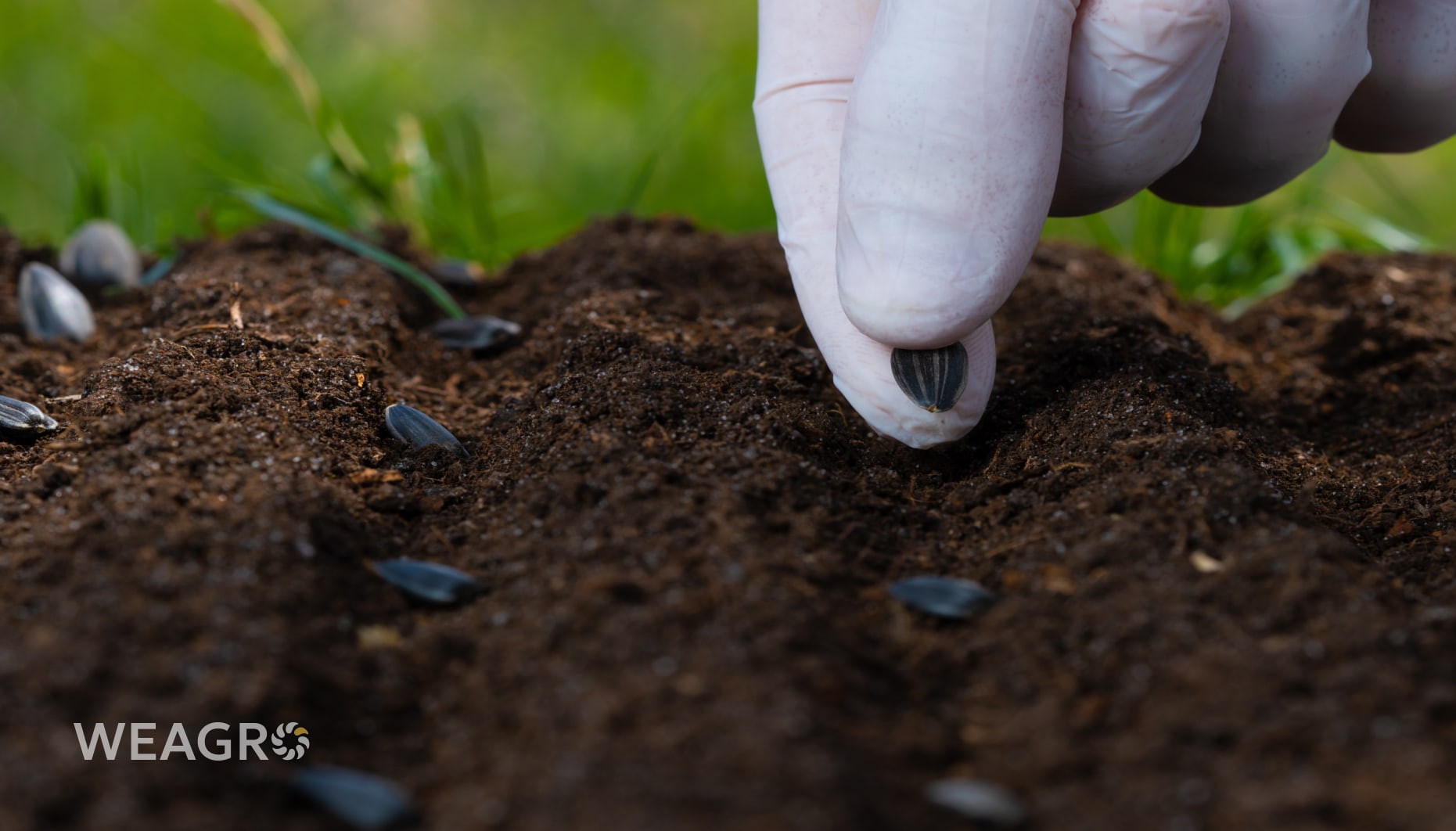 Δεν επαρκούν τα χρήματα για τη σπορά: τι να κάνει η αγροεπιχείρηση