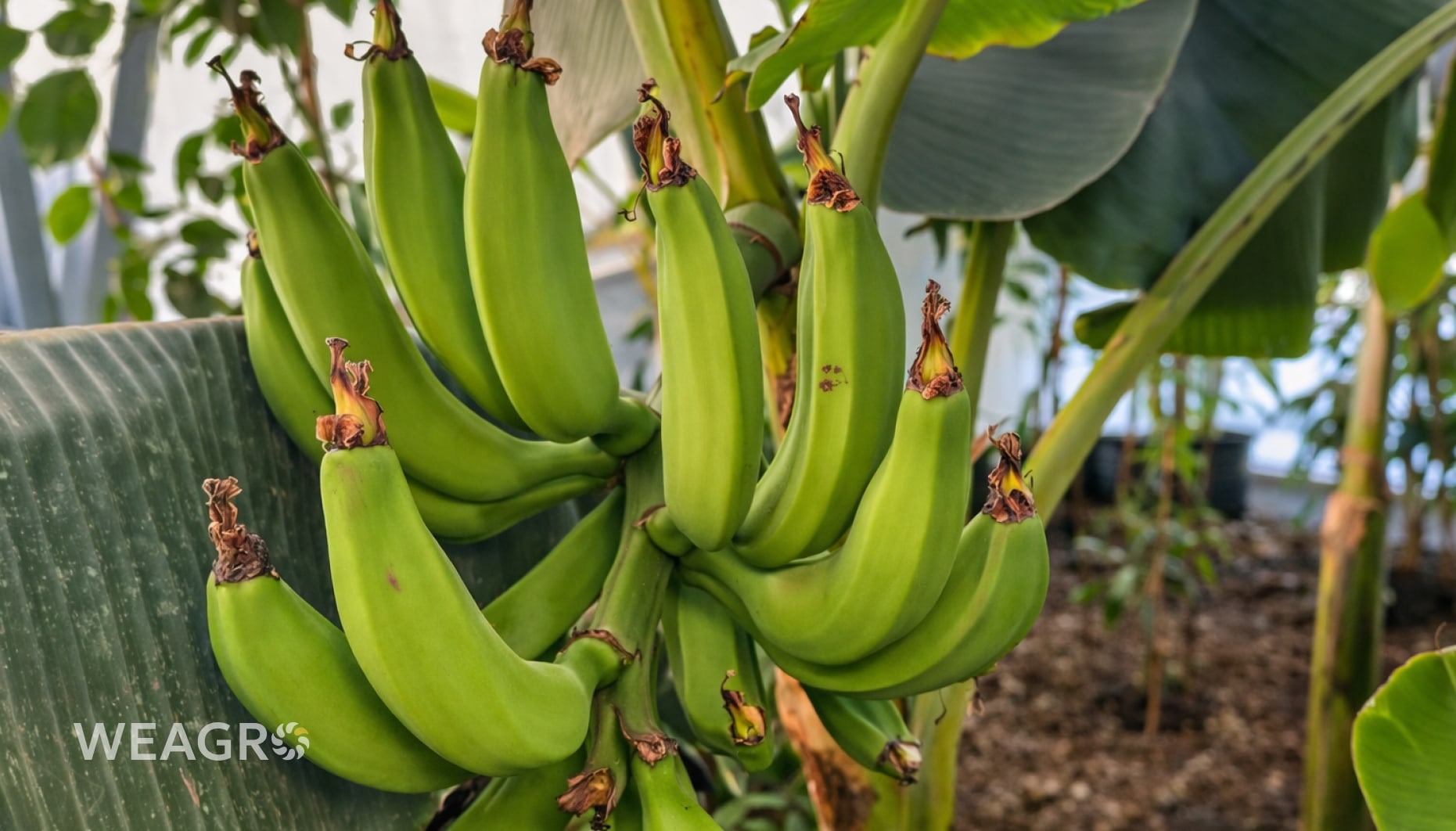 Θερμοκήπιο κοντά στο Λβιβ με τροπικά φυτά: μπανάνες, μάνγκο, κακάο και εκατοντάδες εσπεριδοειδή