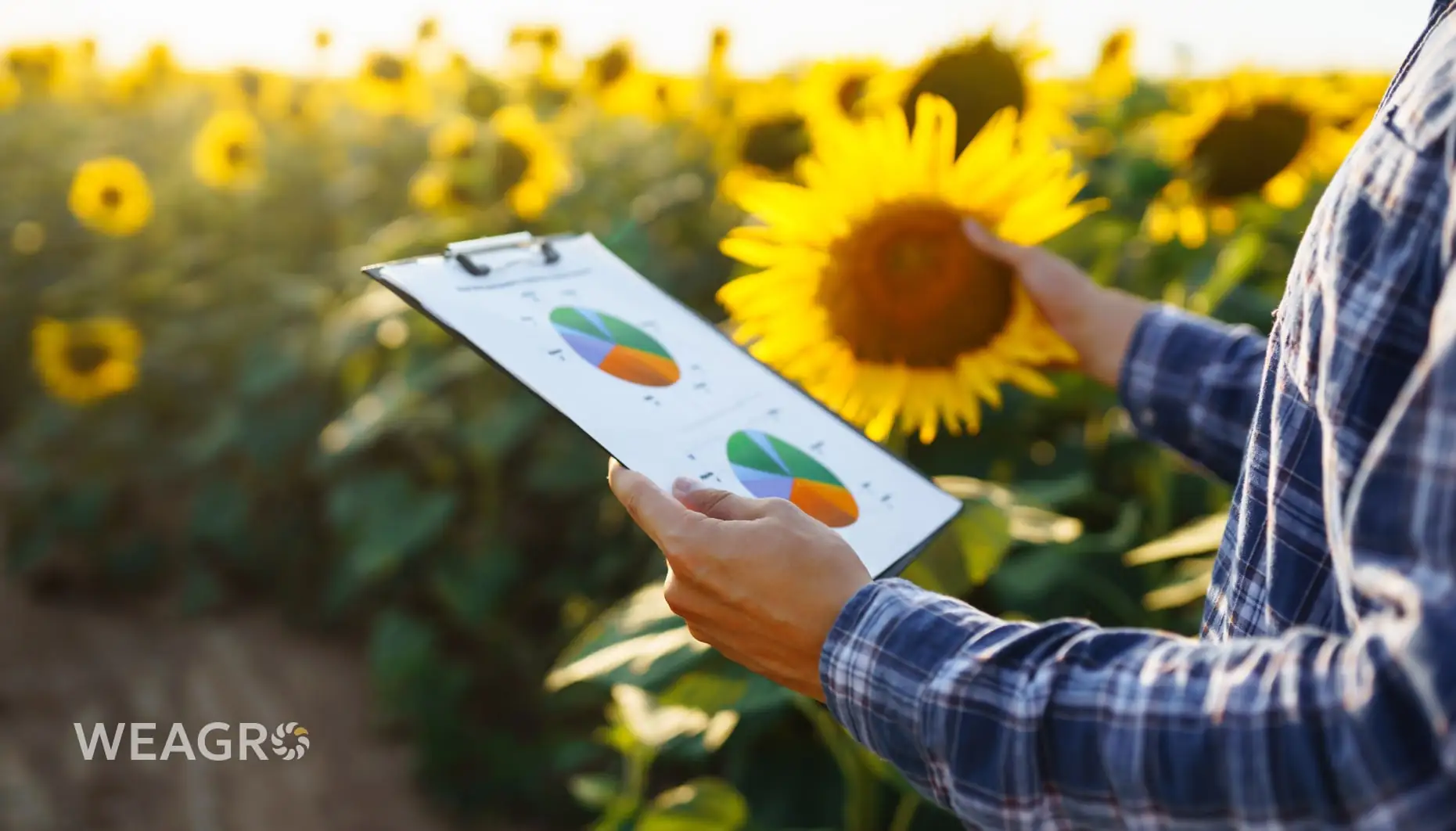 Чому прогнозування врожаю визначає успіх сезону