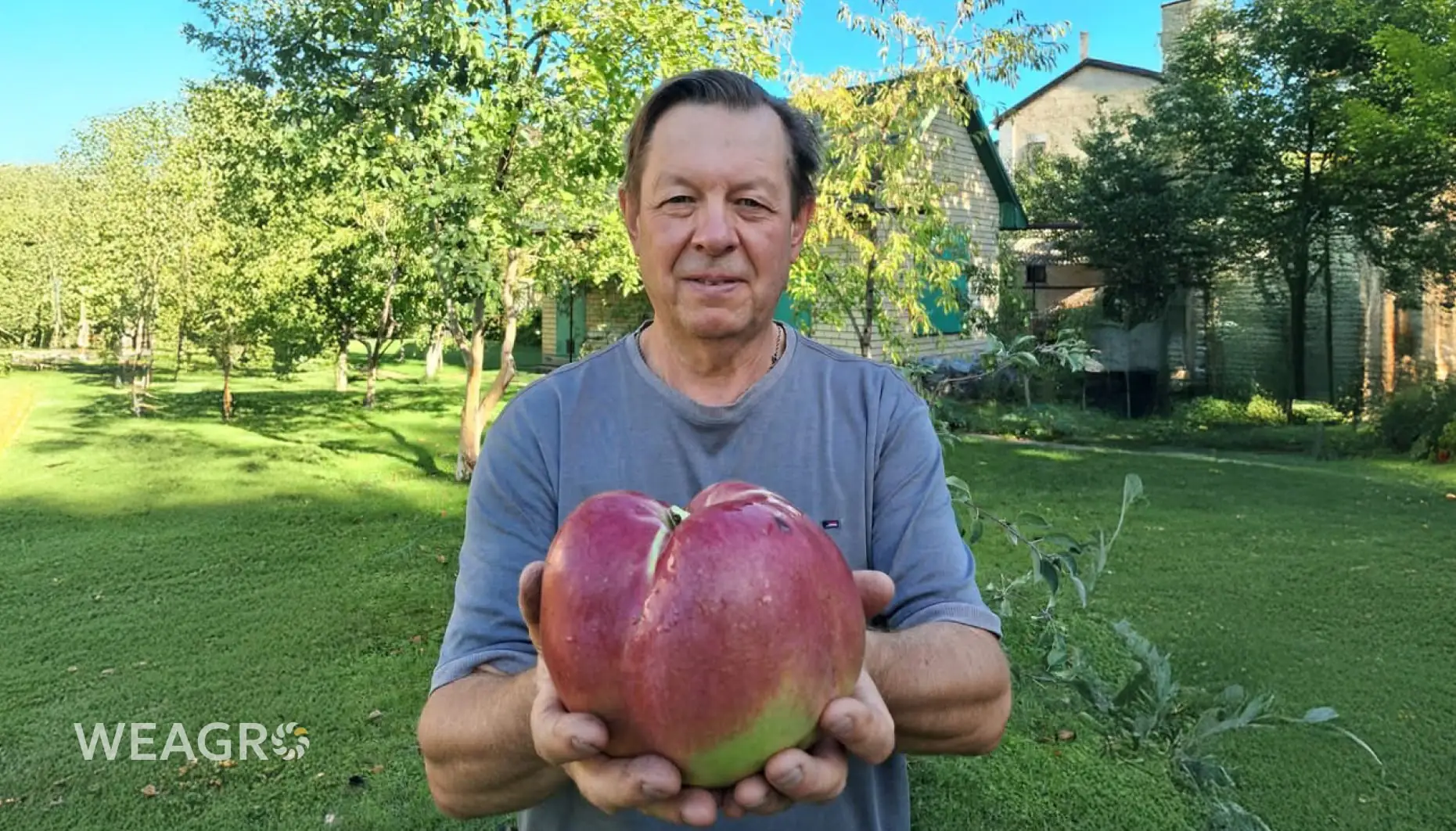 Яблуко-рекордсмен з Києва: як український садівник виростив плід вагою майже 1,3 кг