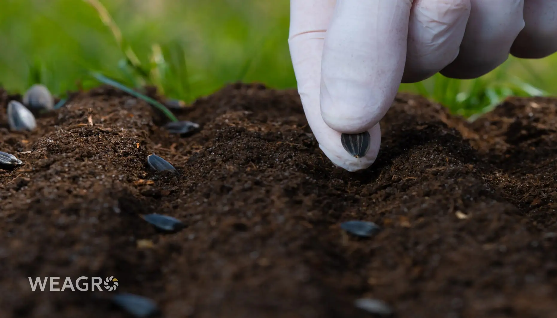 Грошей на посівну не вистачає: що робити агробізнесу