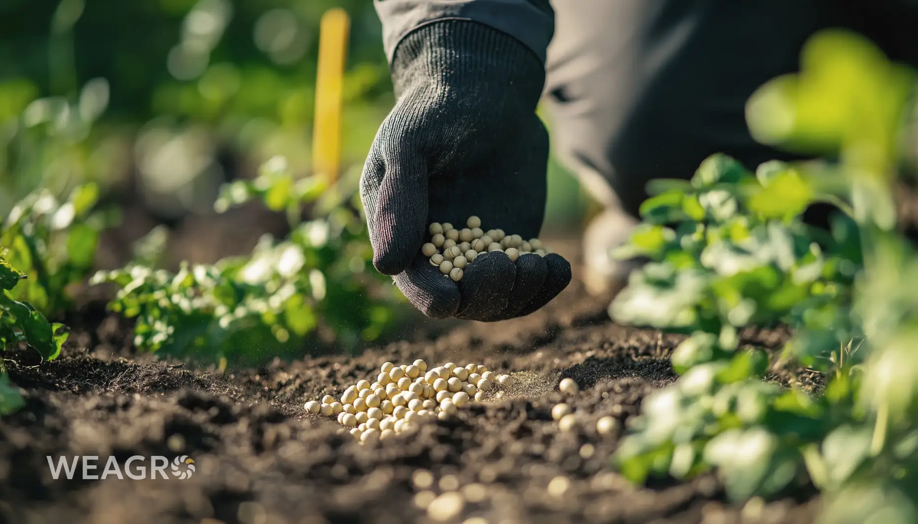 Закупівля перед посівною: коли вигідніше купувати